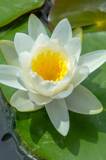 福宝收到特制粽子
